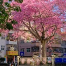 深圳旅游 缩略图 10