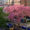深圳旅游 缩略图 9