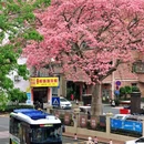 深圳旅游 缩略图 5