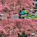 深圳旅游 缩略图 2
