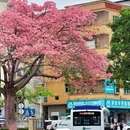 深圳旅游 缩略图 4