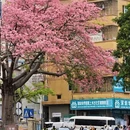 深圳旅游 缩略图 10