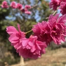 深圳旅游 缩略图 4