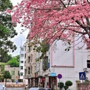 深圳旅游 缩略图 7