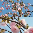 深圳旅游 缩略图 8