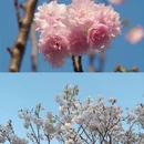 深圳旅游 缩略图 11