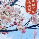 深圳旅游 缩略图 1