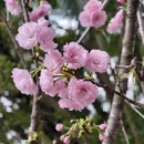 深圳旅游 缩略图 4