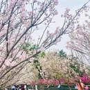 深圳旅游 缩略图 15
