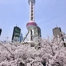 上海旅游 缩略图 1