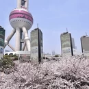 上海旅游 缩略图 5