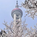 上海旅游 缩略图 11