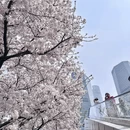 上海旅游 缩略图 7