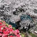 上海旅游 缩略图 9
