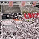 上海旅游 缩略图 18