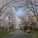 上海旅游 缩略图 6
