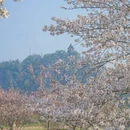 上海旅游 缩略图 2
