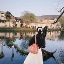 黄山旅游 缩略图 5