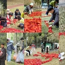 深圳旅游 缩略图 10