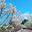 深圳旅游 缩略图 2