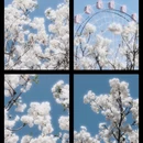 深圳旅游 缩略图 1