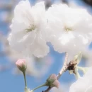 深圳旅游 缩略图 10