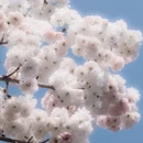 深圳旅游 缩略图 6