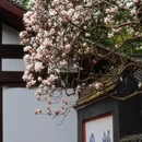 成都旅游 缩略图 3