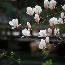 成都旅游 缩略图 1