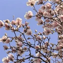 成都旅游 缩略图 10