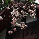 成都旅游 缩略图 2