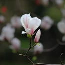 成都旅游 缩略图 12