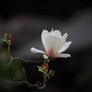 成都旅游 缩略图 16