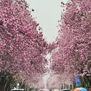 西安旅游 缩略图 7