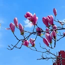 成都旅游 缩略图 3