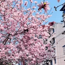 成都旅游 缩略图 1