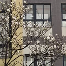 成都旅游 缩略图 8
