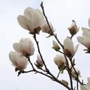 成都旅游 缩略图 11