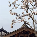 成都旅游 缩略图 9