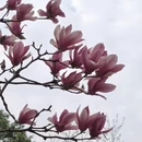 成都旅游 缩略图 12