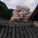 成都旅游 缩略图 9