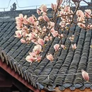 成都旅游 缩略图 2