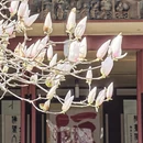 成都旅游 缩略图 9