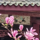 成都旅游 缩略图 16