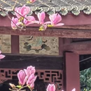 成都旅游 缩略图 14