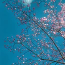成都旅游 缩略图 6