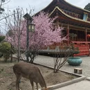 成都旅游 缩略图 6