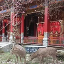 成都旅游 缩略图 9