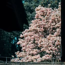 成都旅游 缩略图 3