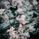 成都旅游 缩略图 2